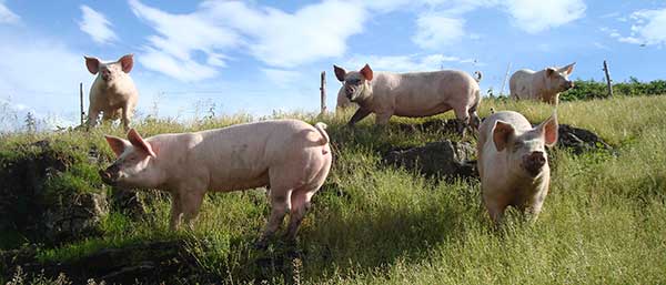 Schweinefleisch von der Alp