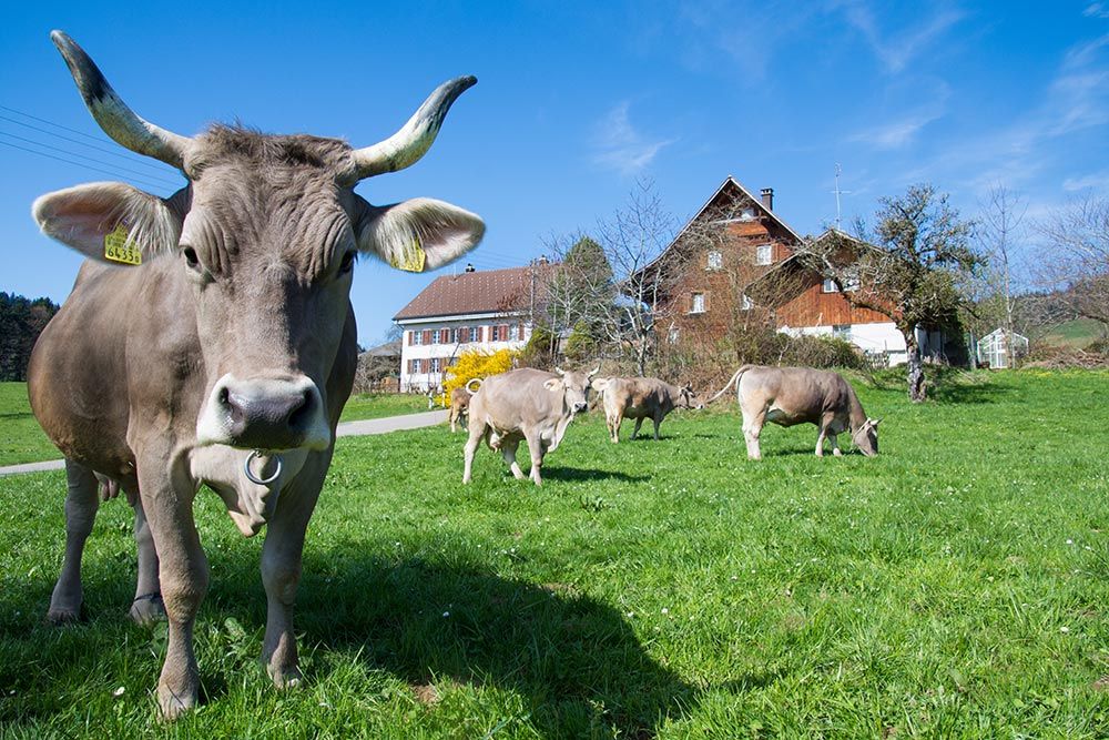 Familie Abderhalden