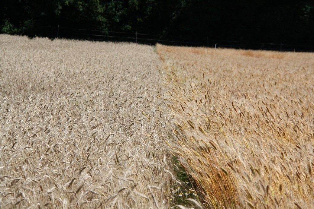 02-emmer-und-einkorn.jpg