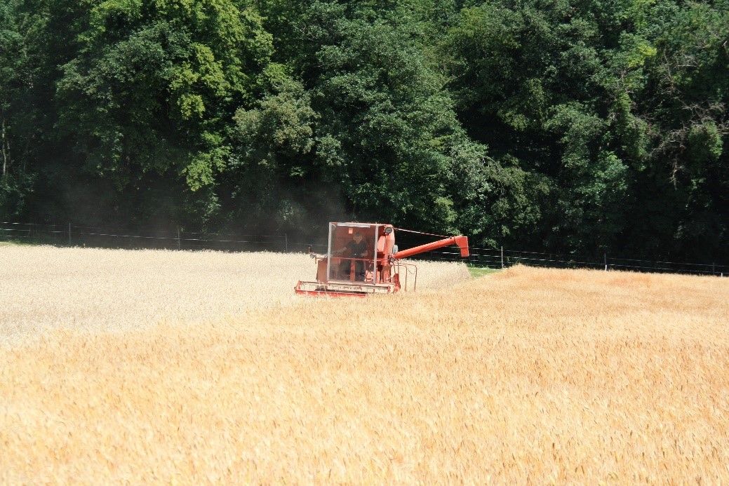 03-ernte-mit-hof-m-hdrescherli.jpg