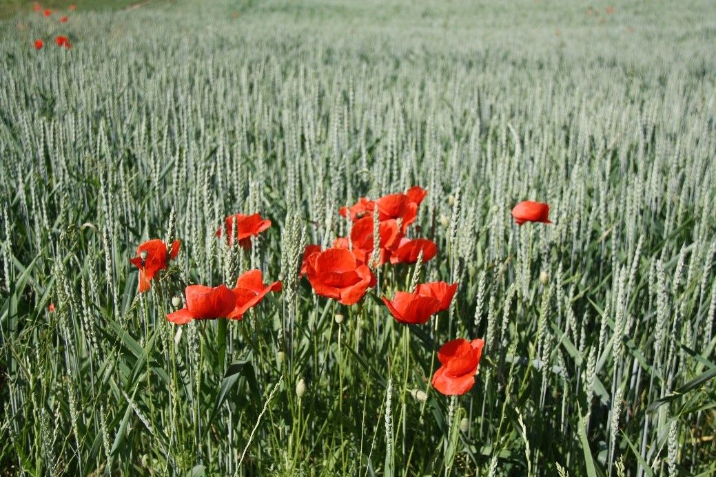 06-mohn-im-weizenfeld.jpg
